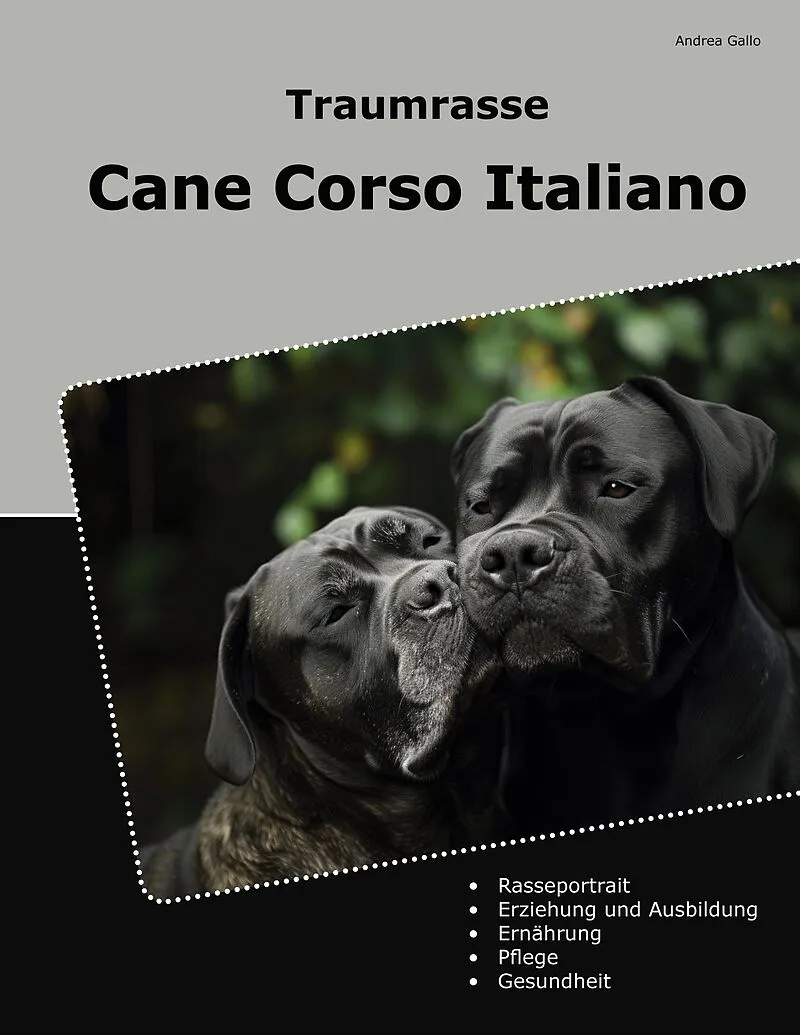 Traumrasse Cane Corso Italiano