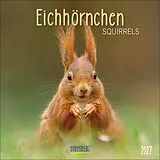 Kalender Eichhörnchen 2027 von