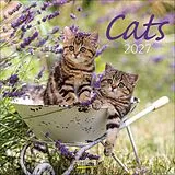 Kalender Cats 2027 von 