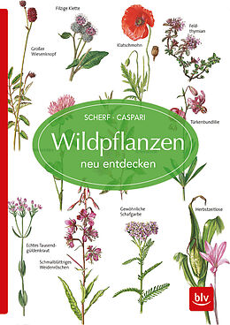 Kartonierter Einband Wildpflanzen neu entdecken von Gertrud Scherf, Claus Caspari