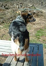 Kartonierter Einband Frauchen hat sich verlaufen von Brunhilde Maria Cronauge