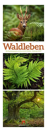 Kalender Waldleben Triplet-Kalender 2027 | Spaziergang durch heimische Wälder von Ackermann Kunstverlag GmbH