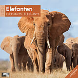 Kalender Elefanten Kalender 2025 - 30x30 von Ackermann Kunstverlag