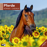 Kalender Pferde Broschürenkalender 2026 - 30x30 - Art12 von Ackermann Kunstverlag GmbH