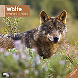 Kalender Wölfe Broschürenkalender 2026 - 30x30 - Art12 von Ackermann Kunstverlag GmbH