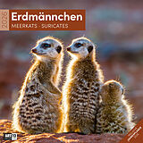 Kalender Erdmännchen Broschürenkalender 2026 - 30x30 - Art12 von Ackermann Kunstverlag GmbH