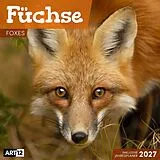 Kalender Füchse Kalender 2027 - 30x30 - Art12 von Ackermann Kunstverlag GmbH