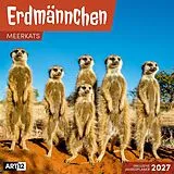 Kalender Erdmännchen Kalender 2027 - 30x30 - Art12 von Ackermann Kunstverlag GmbH