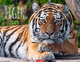 Kalender Tiger Kalender 2025 von 