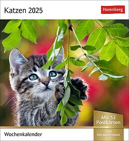 Kalender Katzen Postkartenkalender 2025 - Wochenkalender mit 53 Postkarten von 