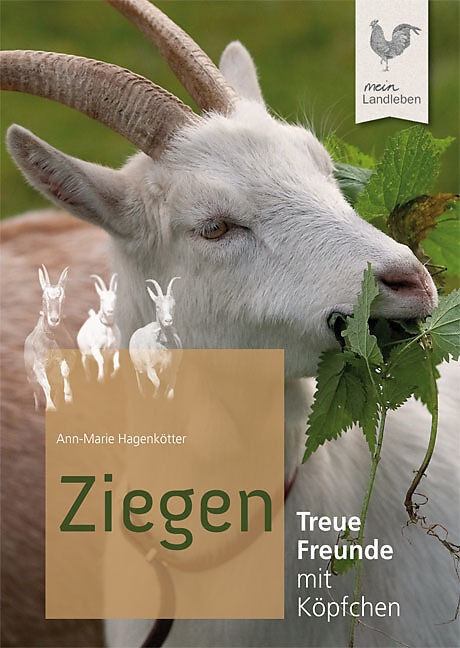 Zwergziegen Haltung Im Garten