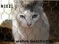 E-Book (epub) Miezi - Eine wahre Katzengeschichte von Judith Cramer