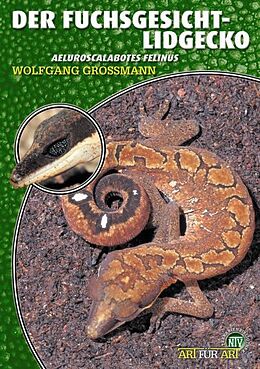 Kartonierter Einband Der Fuchsgesicht-Lidgecko von Wolfgang Grossmann