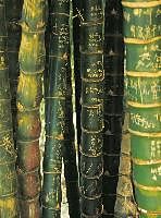 Blankobuch geb Bamboo von 