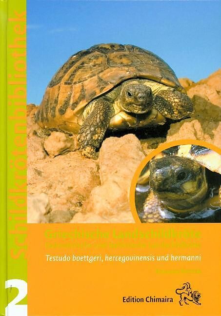 Griechische Landschildkröte