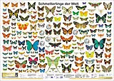 Poster (Non) Schmetterlinge der Welt von F Schenk, R Krätzner, F W Welter-Schultes