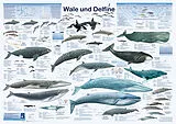 Poster (Non) Wale und Delfine von R Krätzner, F W Welter-Schultes
