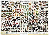 Poster Einheimische Käfer von F W Welter-Schultes
