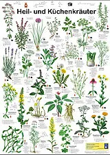 Poster Heil- und Küchenkräuter von F W Welter-Schultes