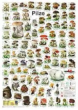 Poster Pilze von F W Welter-Schultes