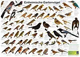 Poster Einheimische Gartenvögel von F W Welter-Schultes, F Wieland