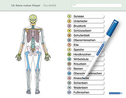 Kartonierter Einband Ich kenne meinen Körper - Das Skelett von Katrin Langhans