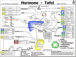 Kartonierter Einband Hormone Tafel - A3 (laminiert) von Frederike Schmitz