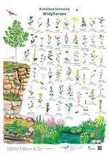 Textkarten / Symbolkarten Klimafeste heimische Wildpflanzen von Dirk Krüger, Doris Schönhoff
