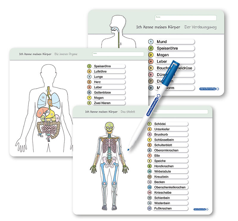 Ich kenne meinen Körper - Organe / Skelett / Verdauung- 3 Tafeln im Set mit Stift
