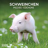 Kalender Piggies/Schweinchen 2025 von 