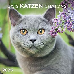 Kalender Cats/Katzen 2025 von 