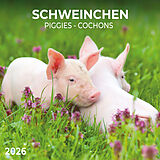 Kalender Schweinchen/Piggies 2026 von