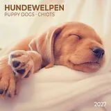 Kalender Hundewelpen / Puppy Dogs 2027 von 