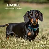 Kalender Dackel / Dachshund 2027 von