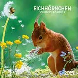 Kalender Eichhörnchen / Squirrels 2027 von