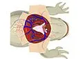 E-Book (epub) Effect of Temperature on Frog's Cardiogram von S K Bajaj
