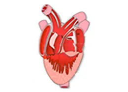 E-Book (epub) Frog Heart Dissection von S K Bajaj
