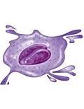 E-Book (epub) Platelet Count von S K Bajaj