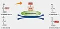 E-Book (epub) Estimation of Aminotransferases von Smita Kaushik
