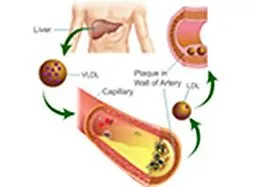 E-Book (epub) Estimation of Blood LDL Cholesterol and VLDL Cholesterol von Seema Shah