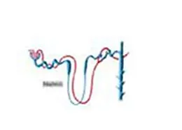 E-Book (epub) Estimation of Blood Urea and Calculation of Urea Clearance von Smita Kaushik