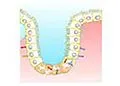 E-Book (epub) Estimation of Serum Alkaline Phosphatase von Smita Kaushik