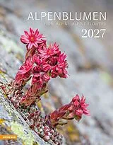 Kalender Alpenblumen Kalender 2027 von