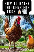 E-Book (epub) How to Raise Chickens For Eggs and Meat von Tanner