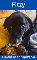 E-Book (epub) Fitzy von David Macpherson