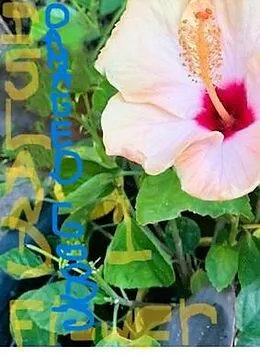 E-Book (epub) Island Flower, Damaged Goods von Carol U Hodge
