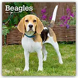 Kalender (Kal) Beagles 2026 12 X 24 Inch (Hanging) Monthly Square Wall Calendar Plastic-Free von Browntrout