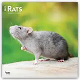 Kalender Rats  Ratten 2027  16-Monatskalender von Browntrout Publishers