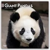 Kalender Giant Pandas  Großer Panda  Pandabären 2027  16-Monatskalender von Browntrout Publishers