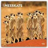 Kalender Meerkats  Erdmännchen 2027  16-Monatskalender von Browntrout Publishers
